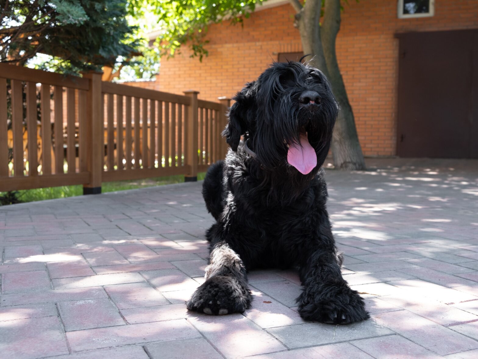 Photo of a dog behind a vinyl fence in Ocala Florida